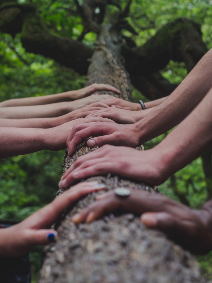 Hands on tree photo by Shane Rounce on Unsplash.