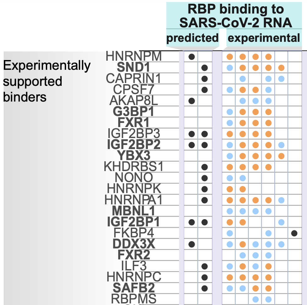 Excerpt from Figure 6 of Horlacher et al. showing RBP model predictions (rows) annotated with publicly available predicted and experimental SARS-CoV-2 RNA research results (columns).